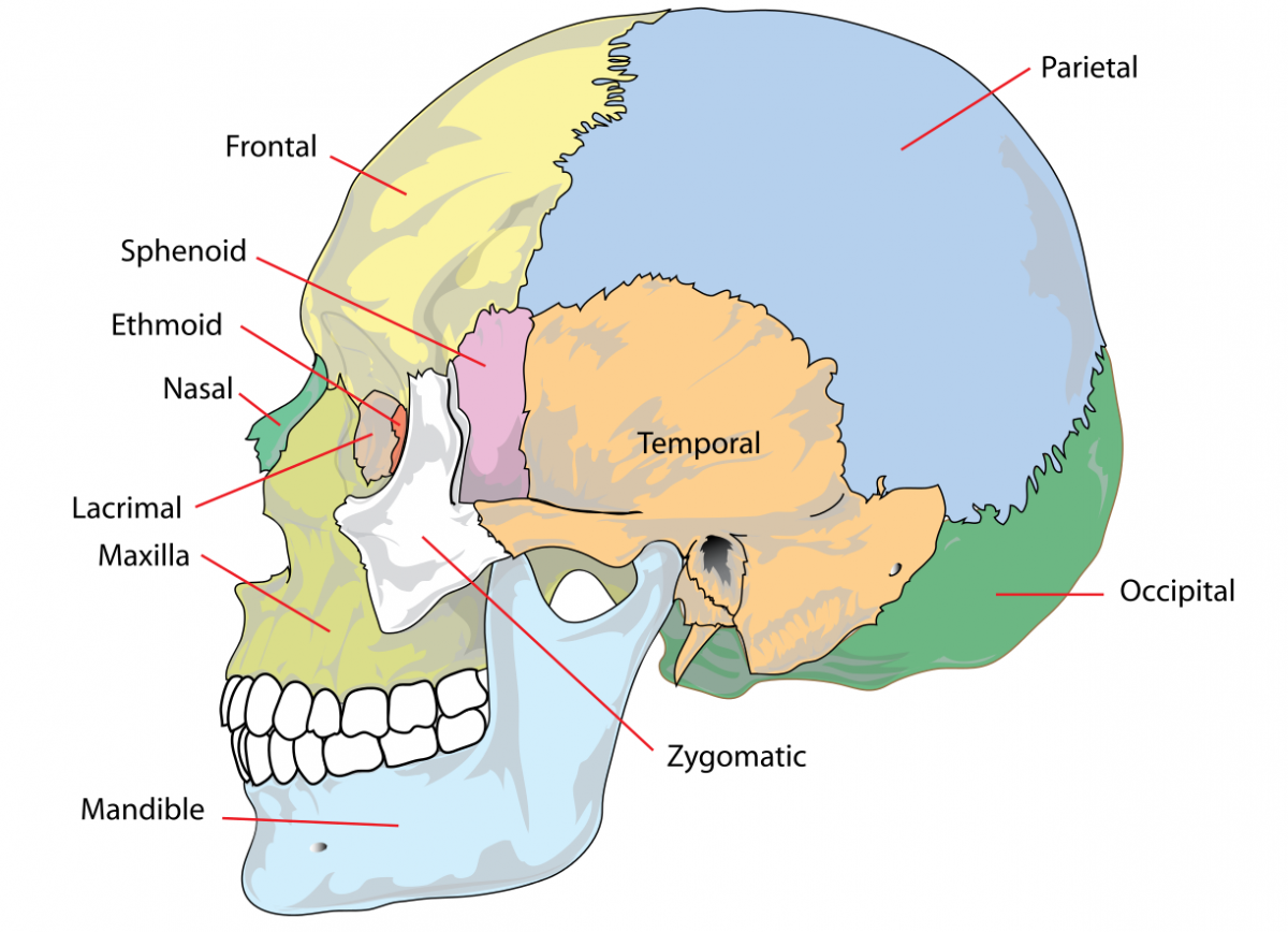 Real Human Skull Anatomy