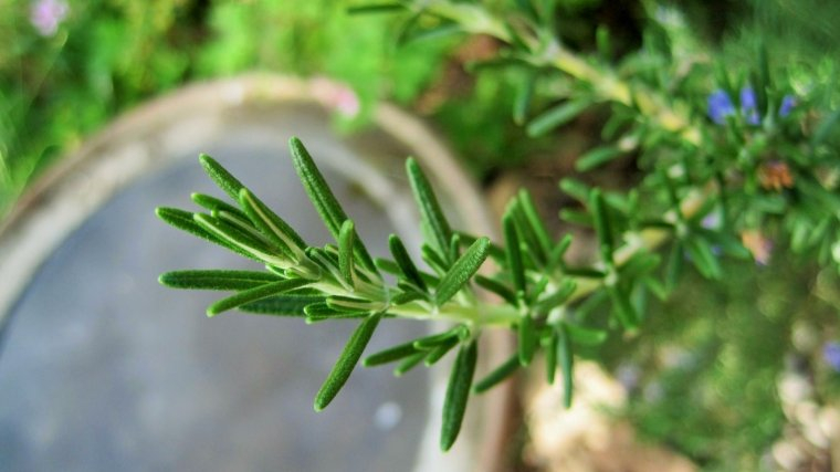 Properties and health benefits of rosemary