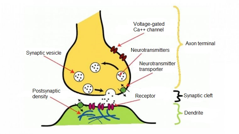 Neurotransmitters: Definition, 10 Main Types And Functions