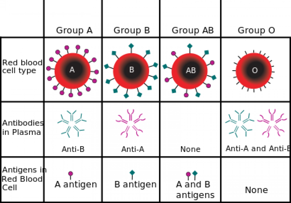 Blood Types: Compatibility Between Blood Groups