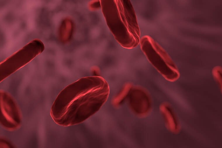 Different human body blood cells