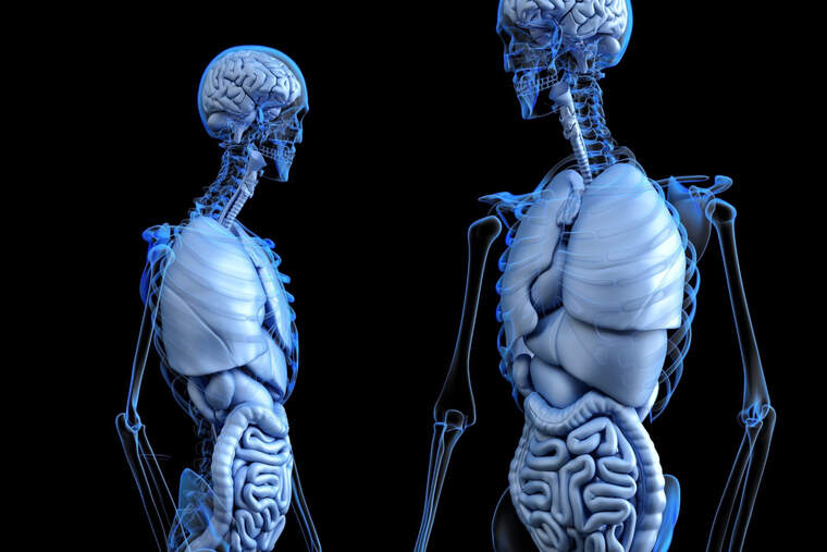 Two human bodies with the different bones of the skeleton