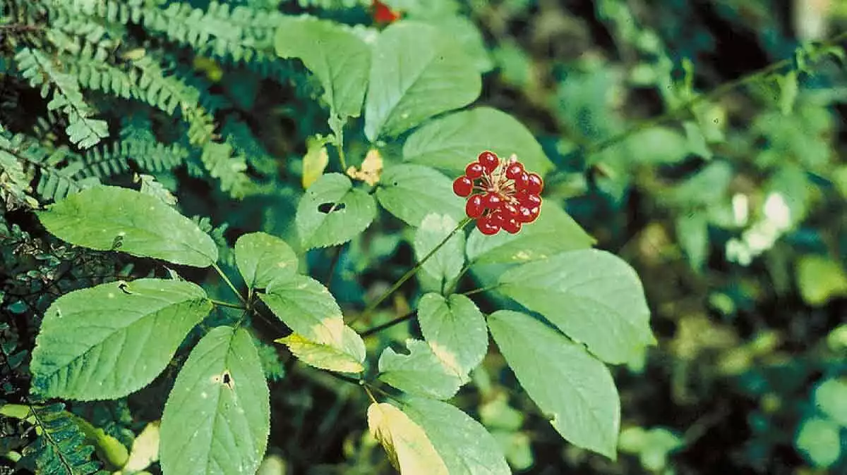 50 Plantas Medicinales Nombres Y Para Que Sirven