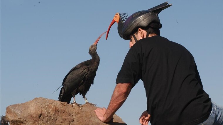 Pollet d'ibis eremita intereactuant amb un humà