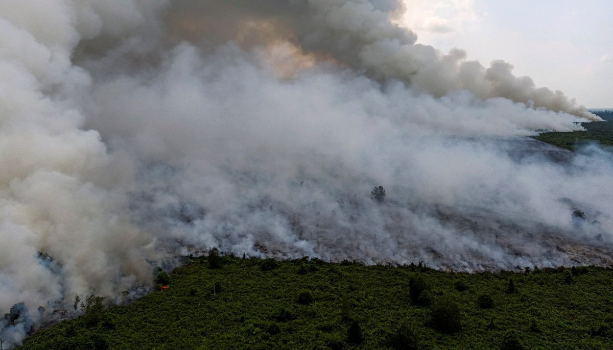 Els incendis d'Indonèsia fan perillar moltes espècies en perill d'extinció