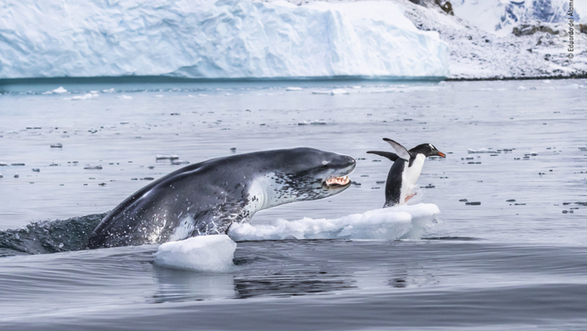 Imatge d'un pingüí escapant d'una foca lleopard a l'illa de Cuverville, a l'Antàrtida