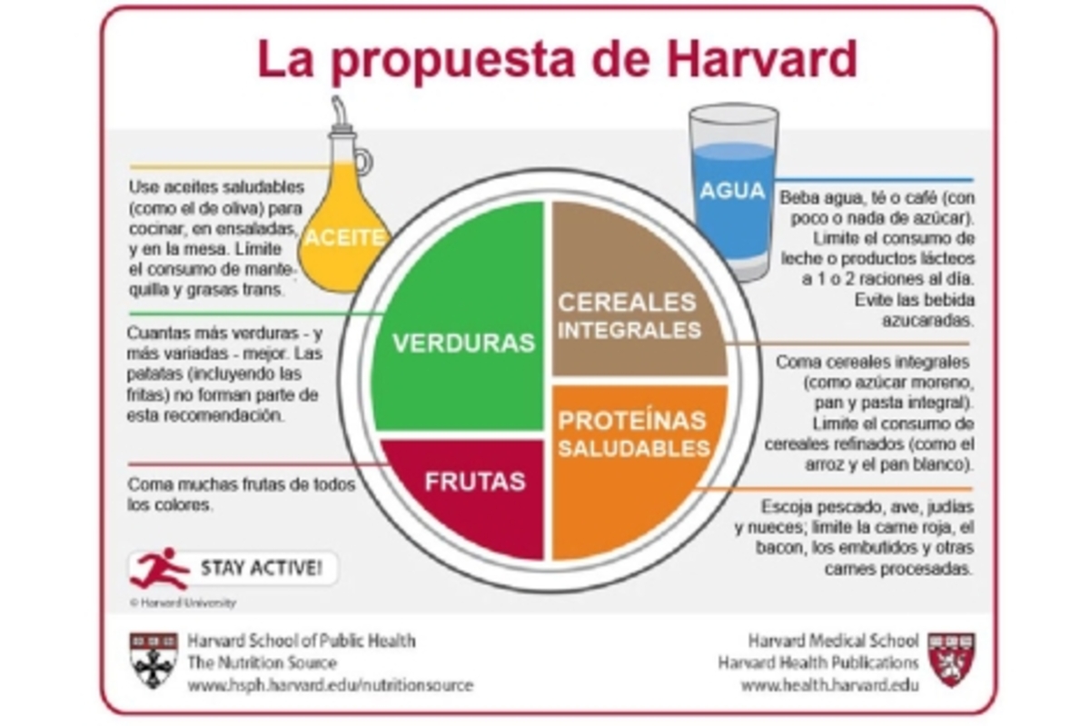 'MyPlate': La Propuesta De Harvard Para Evitar La Obesidad