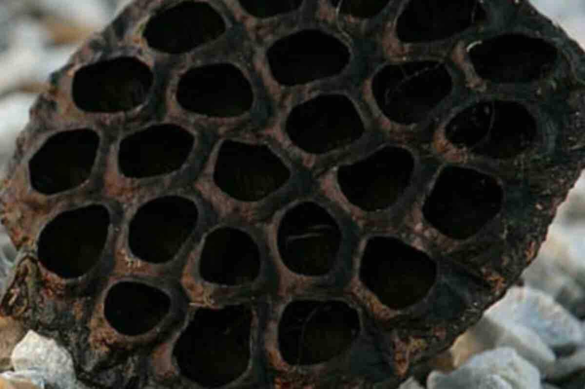 Qué es la tripofobia y cómo detectarla