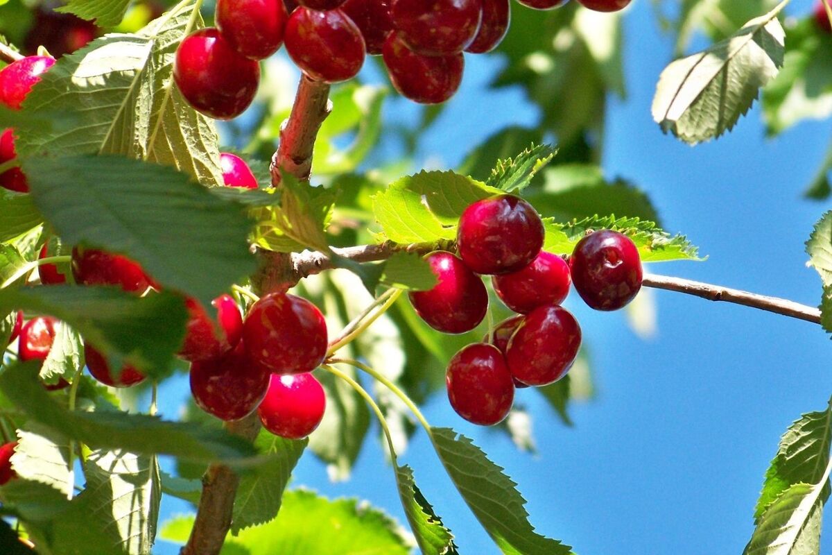 Cerezas en un árbol rodeadas de hojas y con el sol encima