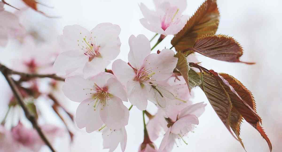 10 Mejores Flores Japonesas
