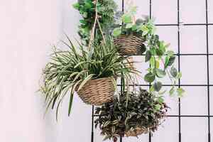 Las 8 Mejores Plantas Ornamentales para el Hogar