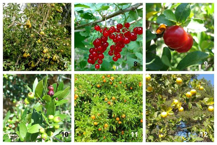 12 Árboles Frutales para Huertos o Viveros