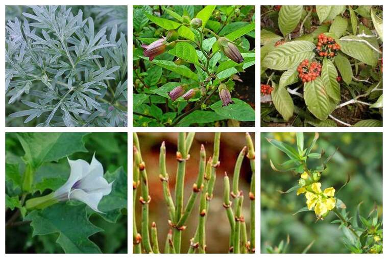 12 Maravillosas Plantas Raras