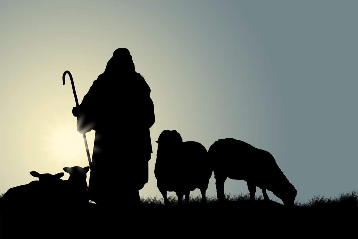 pastor con ovejas a contraluz
