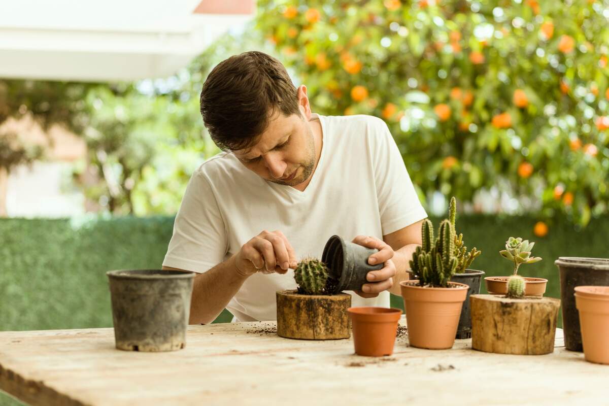 hombre en un jardin plantando cactus