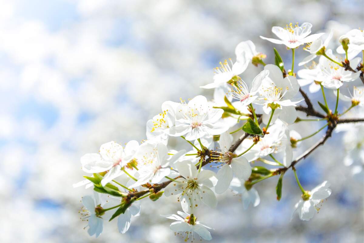 Rama de un árbol con flores blancas