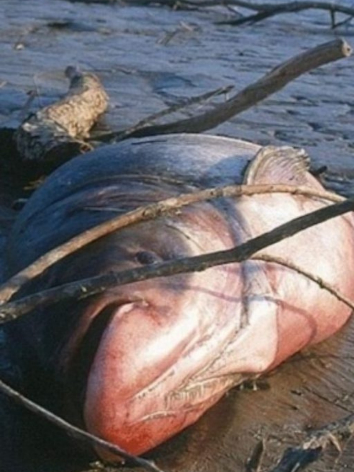 Imagen de un pez muerto por el desastre de Aznalcóllar, Sevilla