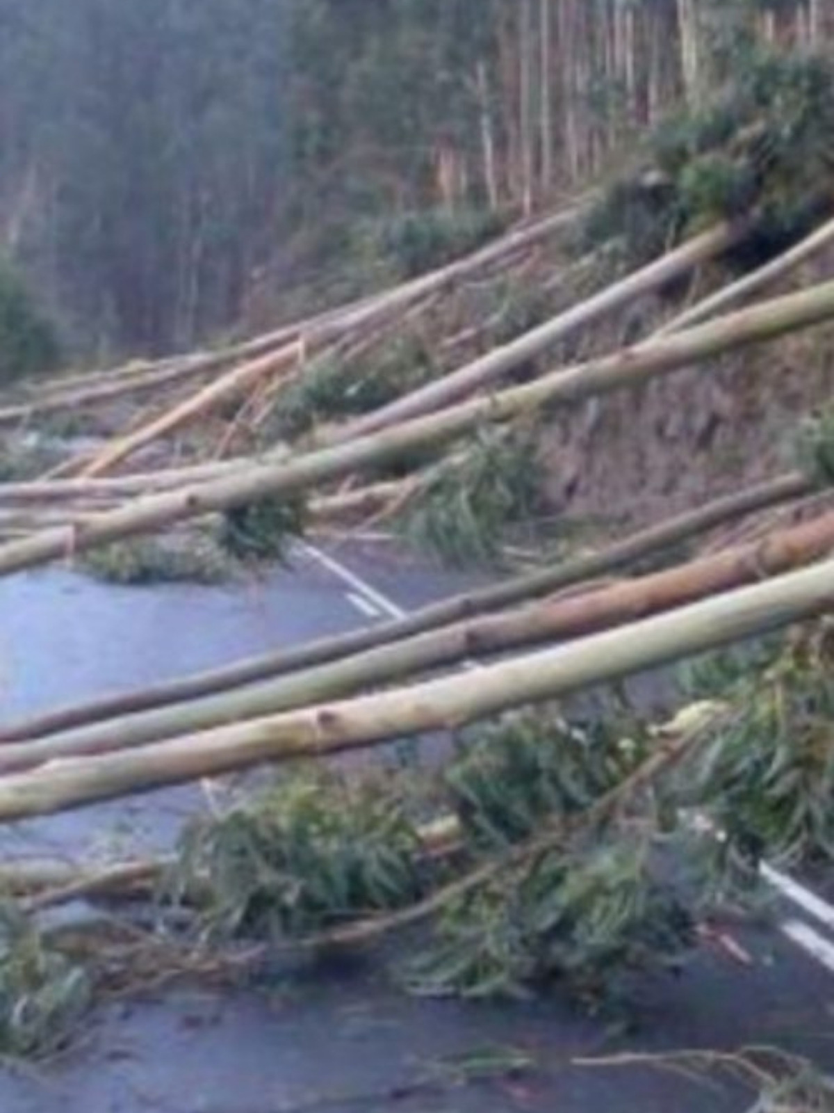 Imagen de una carretera tras el ciclón Klaus, enero de 2009