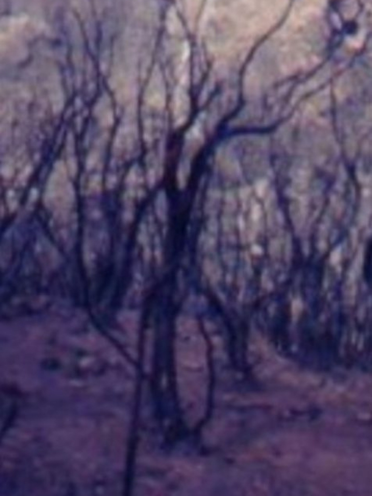 Imagen del incendio de La Gomera, 1984