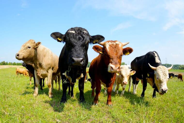 Varias vacas en primer plano sobre la hierba con el cielo azul