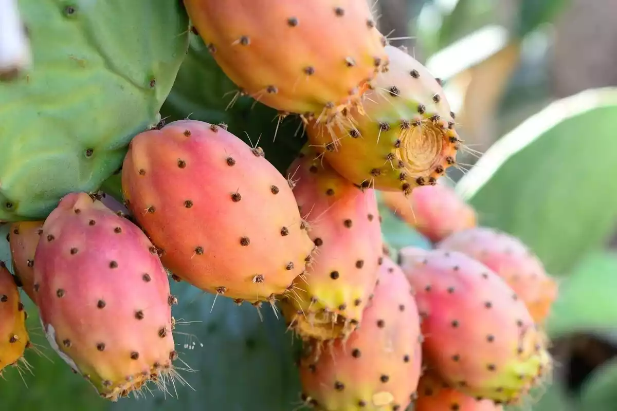 Higos chumbos rosados creciendo en las hojas de un cactus Higos chumbos rosados creciendo en las hojas de un cactus