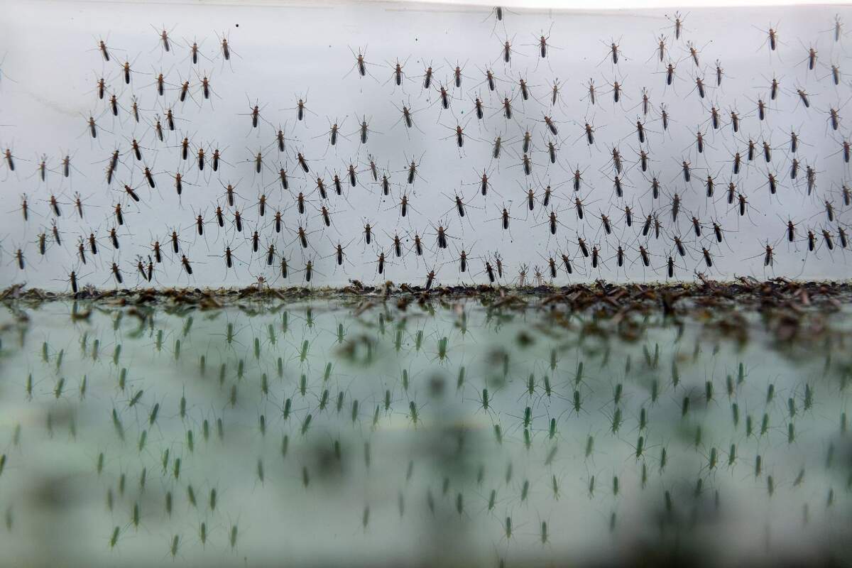 Muchos mosquitos pegados a un cristal