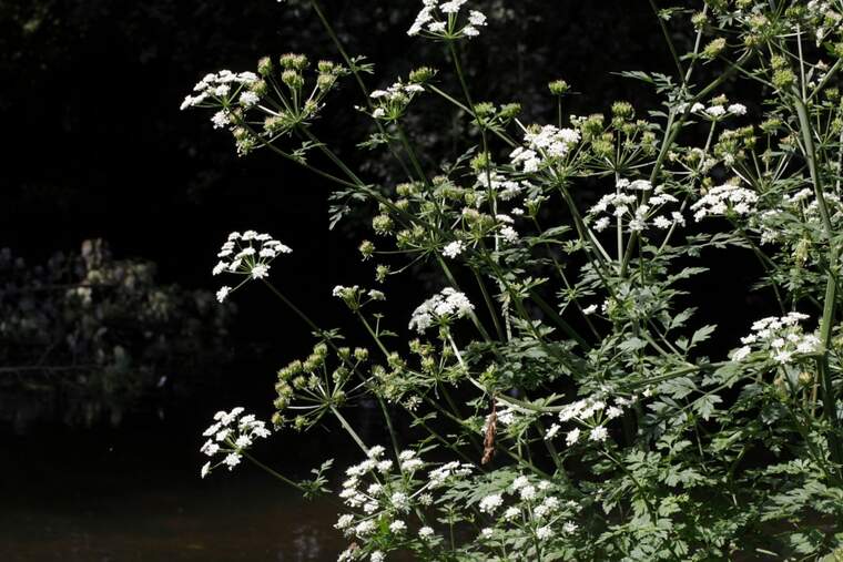 Flores de una planta con hojas similares al perejil al lado de un río