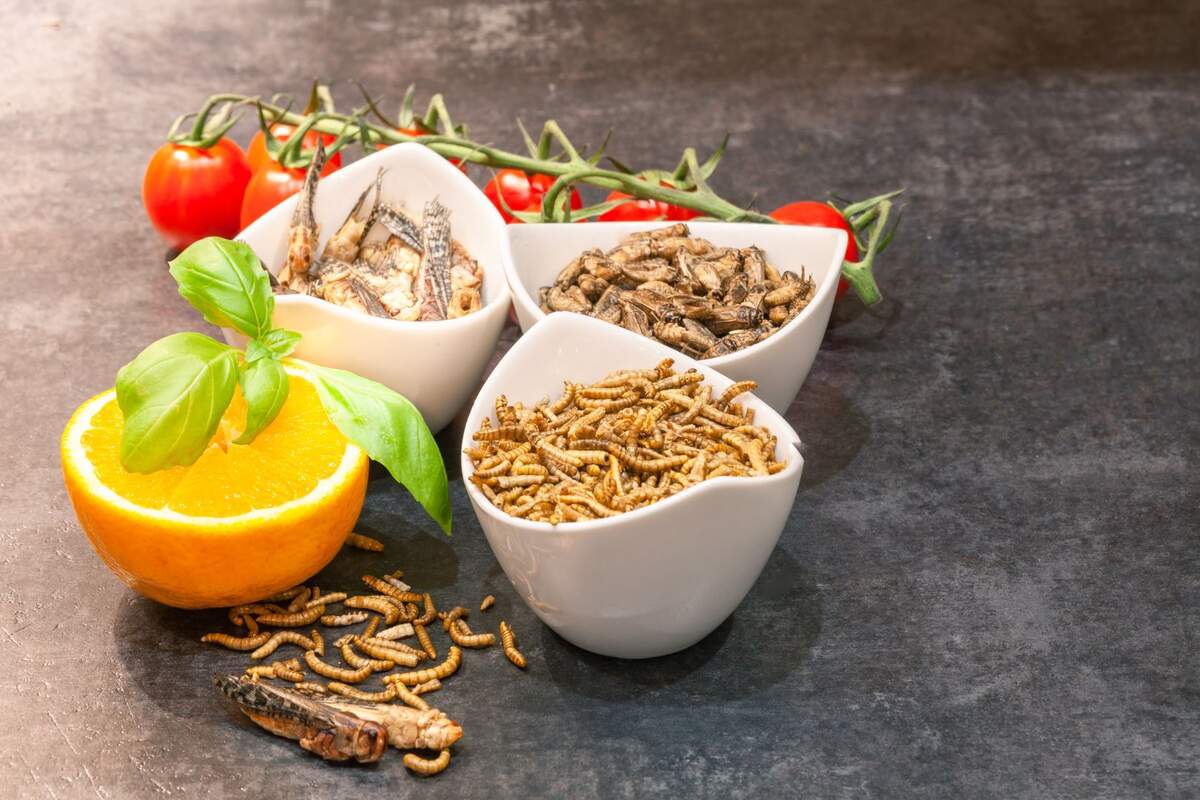 Insectos comestibles españa