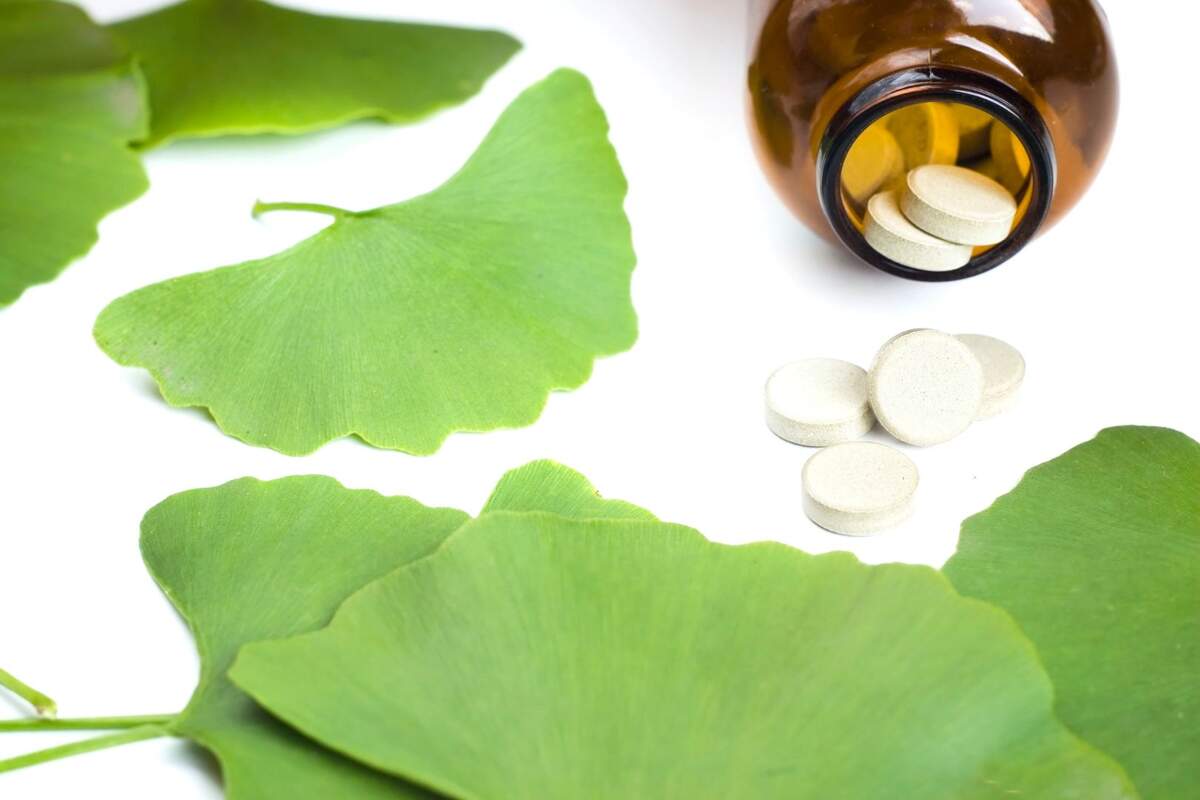 Ginkgo Biloba Propiedades Beneficios Y Contraindicaciones