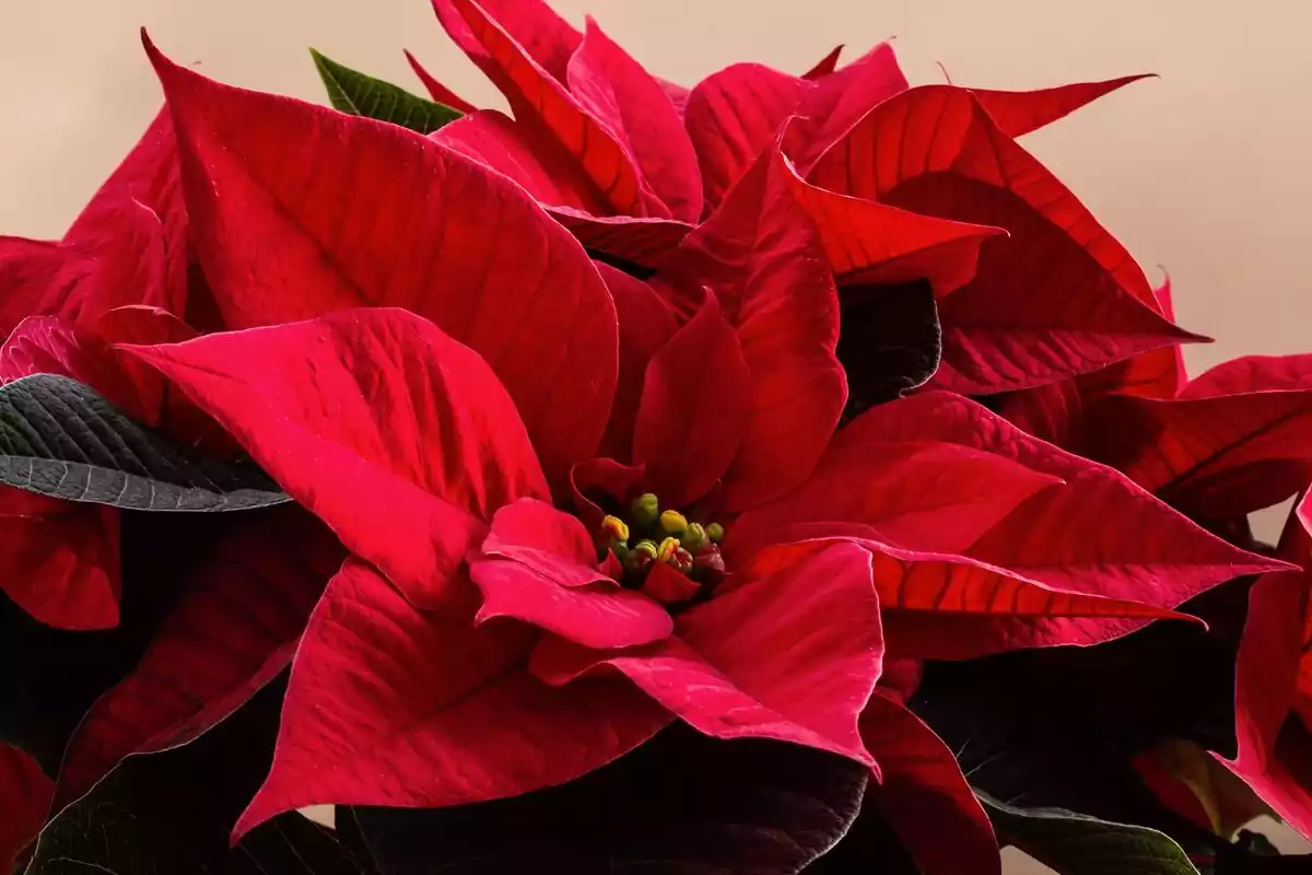 El truco para mantener viva tu Flor de Pascua durante meses: florecerá cada  Navidad