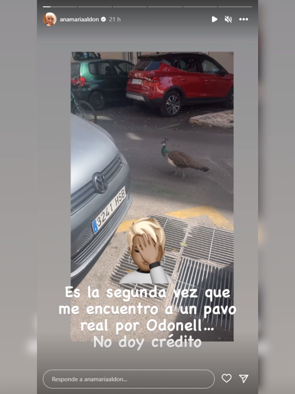 Storie de Ana María Aldón en Instagram de un pavo real paseando por la calle el 25 de abril de 2023
