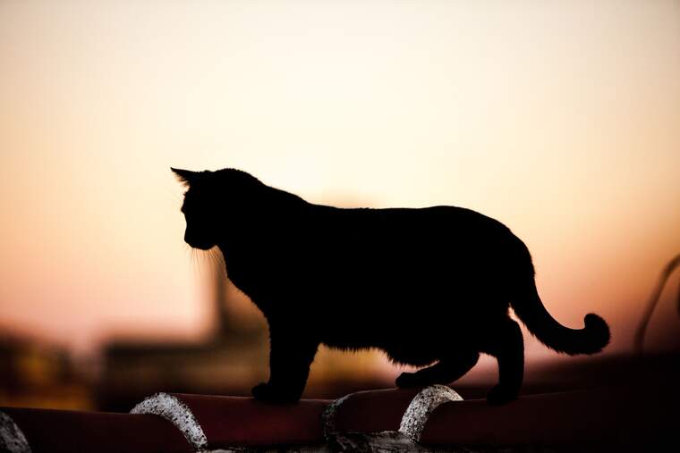 Black cat on a roof
