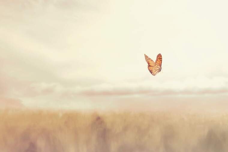 Butterfly fling across a field
