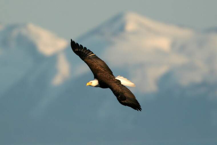 Flying eagle with a mountain background