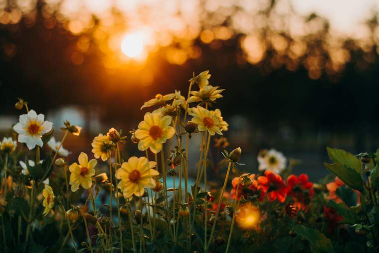 Flores iluminadas por los rayos del sol