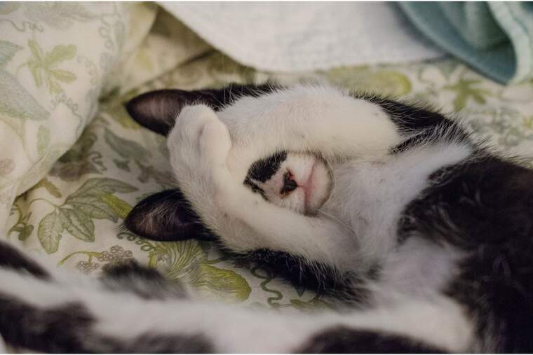 Gato dumiendo encima de una cama, con las patas tapando su cara