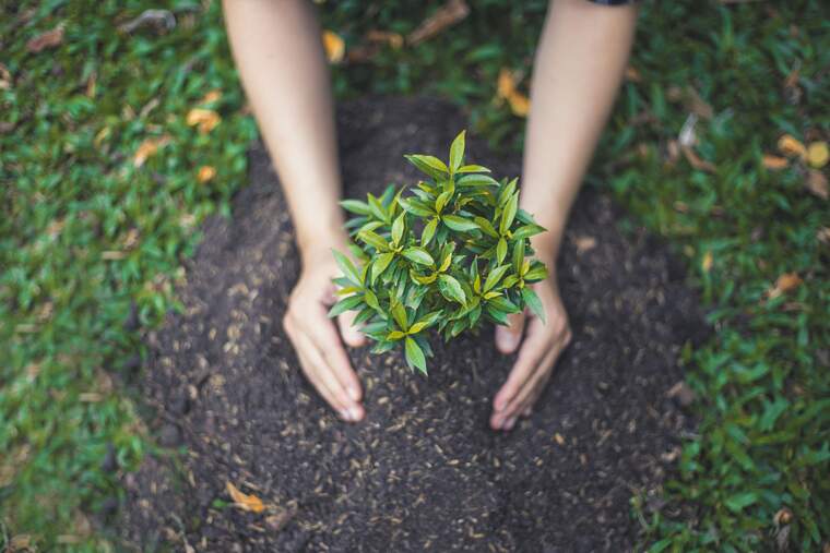 Manos de una persona plantando un árbol en el suelo