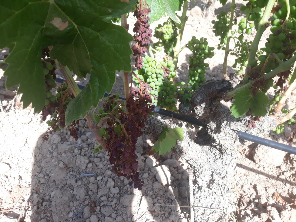 Vinyes afectades per l'onada de calor