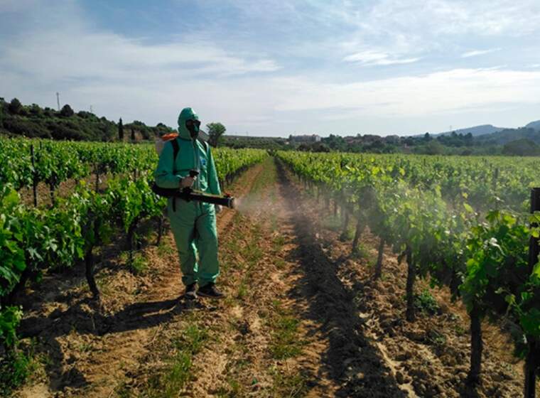 L'Incavi participa en la recerca en els productes de biocontrol aplicats a la vinya