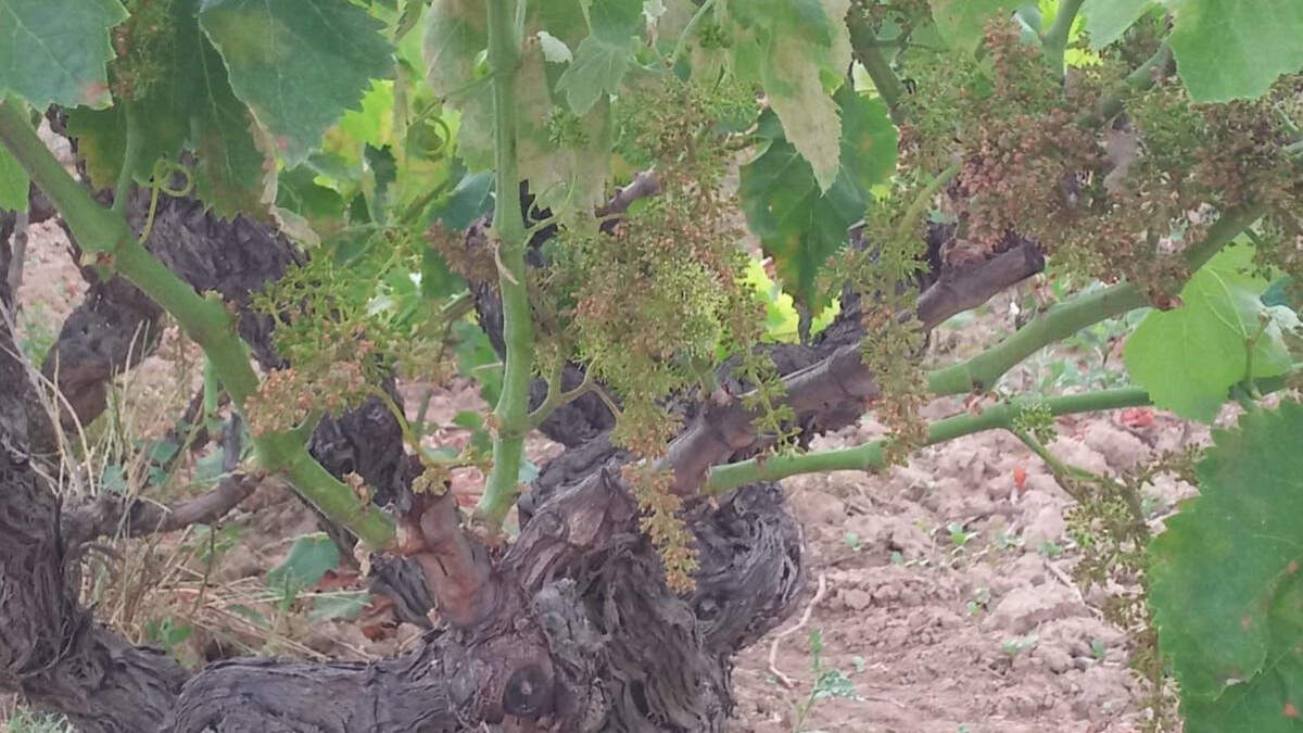 Vinya del Penedès afectada pel míldiu
