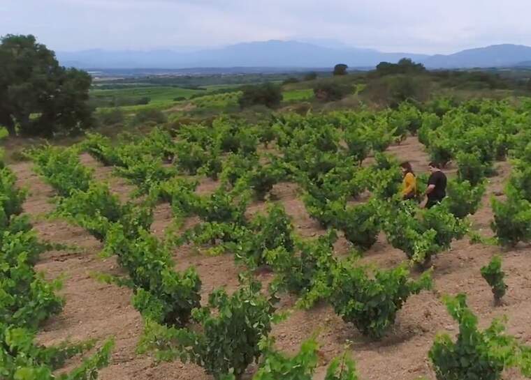 Les vinyes de les cooperatives catalanes que participen a Agrobotigues.cat