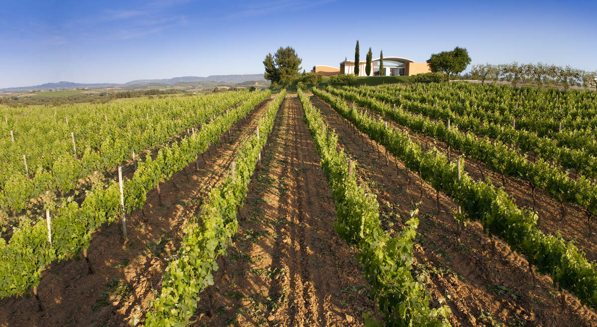 Les vinyes del celler Jean Leon a Torrelavit, a la DO Penedès