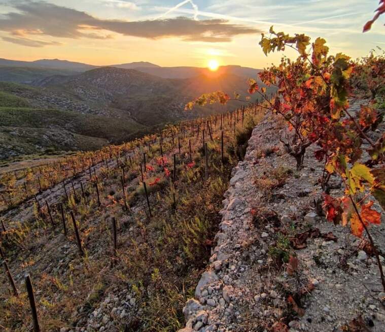 Les vinyes de Mas Candí les porten quatre amics apassionats de la viticultura i l'enologia