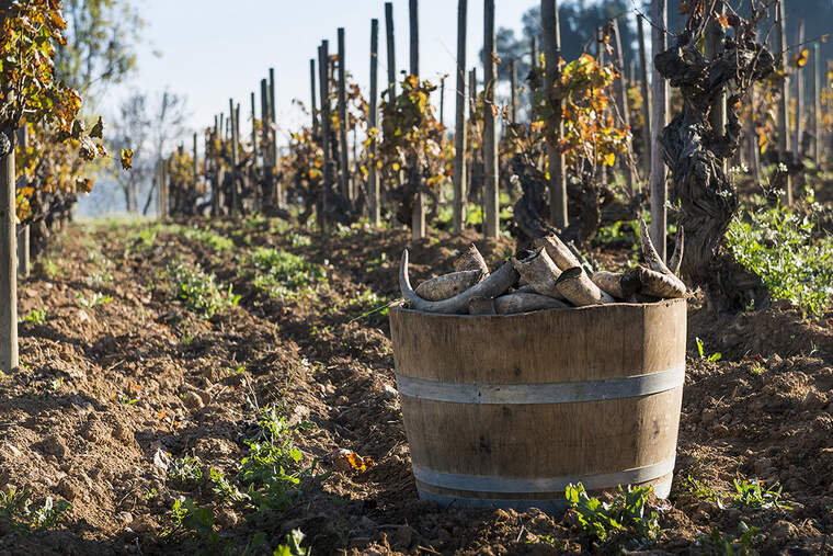 Les vinyes de Raventós i Blanc amb les banyes per utilitzar els compostos biodinàmics