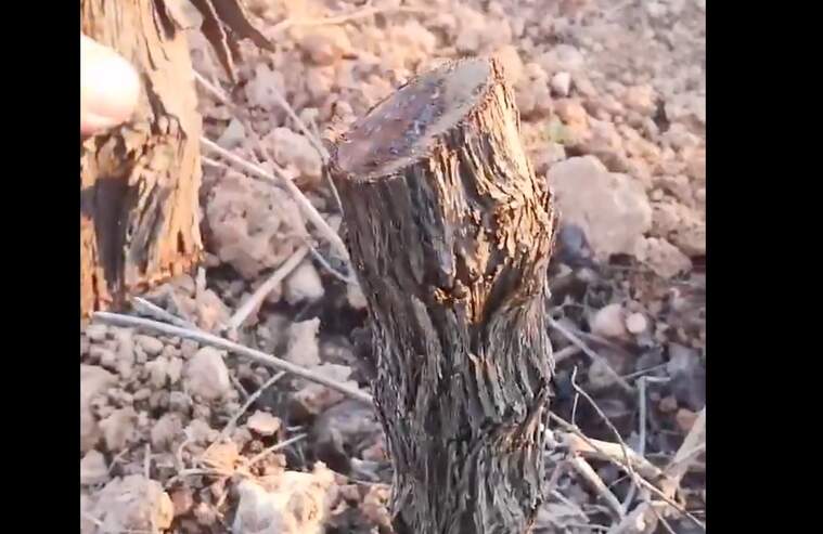 Un dels 22 ceps de parellada que han aparegut tallats a la vinya del Celelr Sanromà