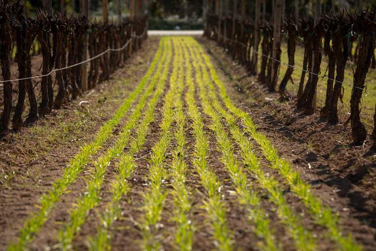 Assaig de cultiu de cobertura vegetal a les vinyes de Jean Leon
