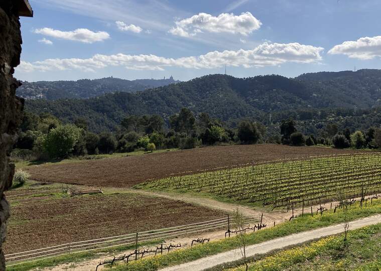 Can Calopa inicia una nova fase del projecte vitivinícola de Collserola