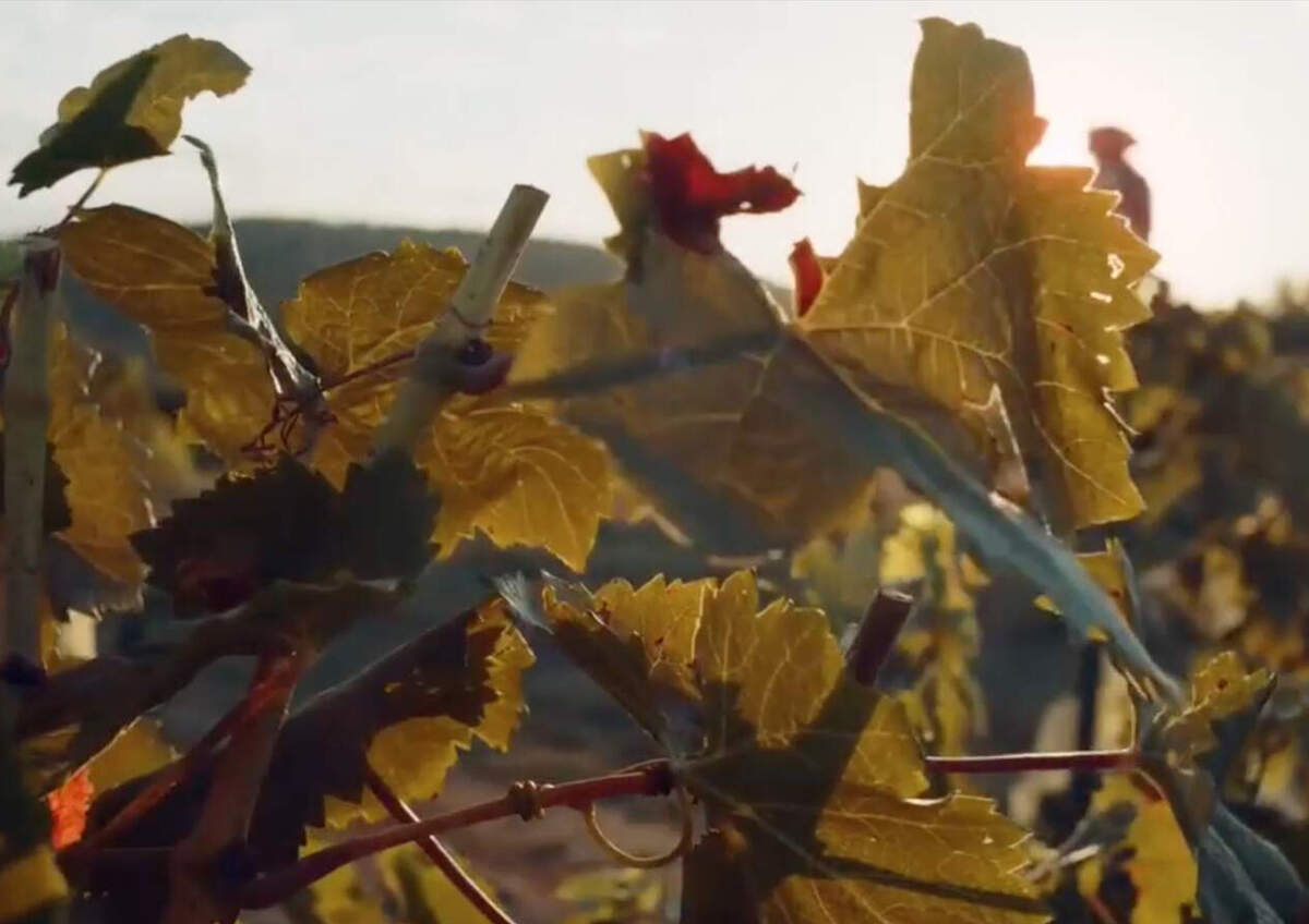 La vinya de Lagravera, la protagonista del nou vídeo del celler