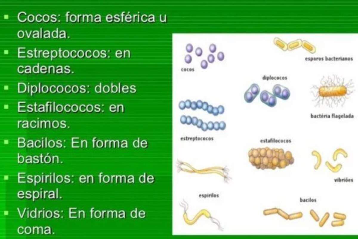 Nomenclatura Binomial: Reinos De Los Seres Vivos Moneras, Protoctistas ...