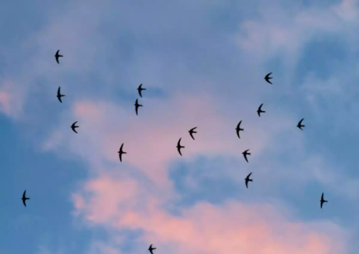 Мало летающие птицы. Птицы летают. Стрижи в небе птицы. Ласточки в небе. Стая птиц.